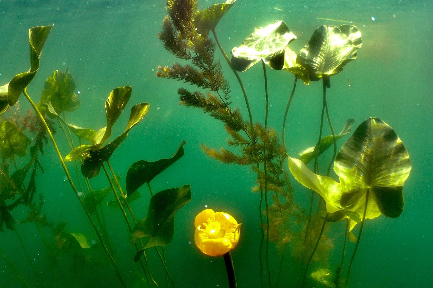 Gölbaşı Gölü'nün derinliklerinde keşfedilmeyi bekleyen doğa mucizesi