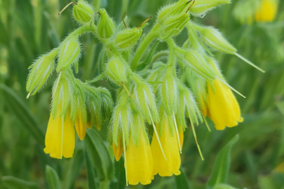Tunceli'de yeni bir bitki türü keşfedildi