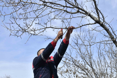 Ankara Büyükşehir Belediyesi, sakız ağaçlarından fıstık üretimine geçiyor