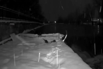 Bayburt’ta nesli tehlike altındaki su samurları görüntülendi