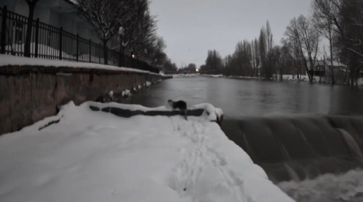 Bayburt’ta nesli tehlike altındaki su samurları görüntülendi 2