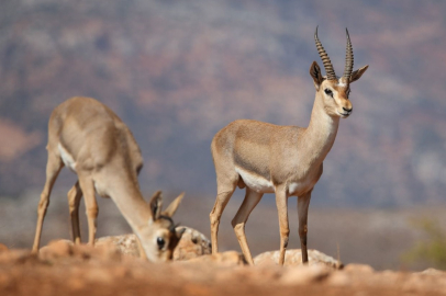Dağ ceylanlarının korunmasında ‘su ve nohut’ stratejisi