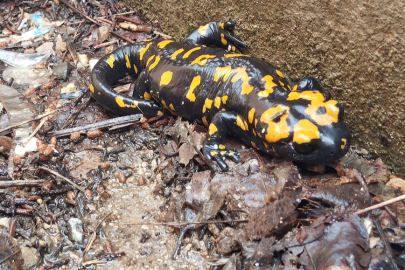 Adana’da nesli tehlike altındaki sarı benekli semender görüldü