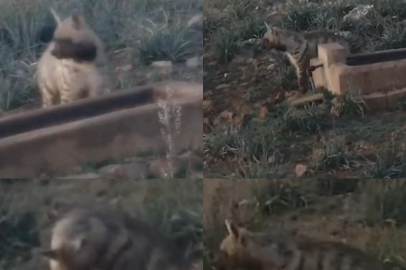 Anadolu’nun gece bekçisi görüntülendi: Nesli tehlike altındaki çizgili sırtlan su içerken kameraya yakalandı