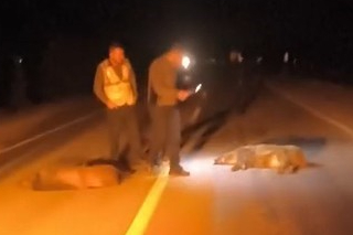 Çankırı’da aynı fabrikaya ait ikinci servis kazası: Bu kez domuz sürüsüne çarptı