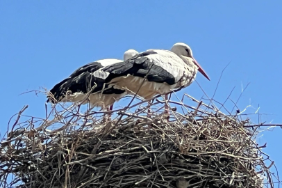 Kars’ta 70 yıllık sadakat: Arpaçay'a gelen leylekler 70 yıldır aynı yuvayı kullanıyor
