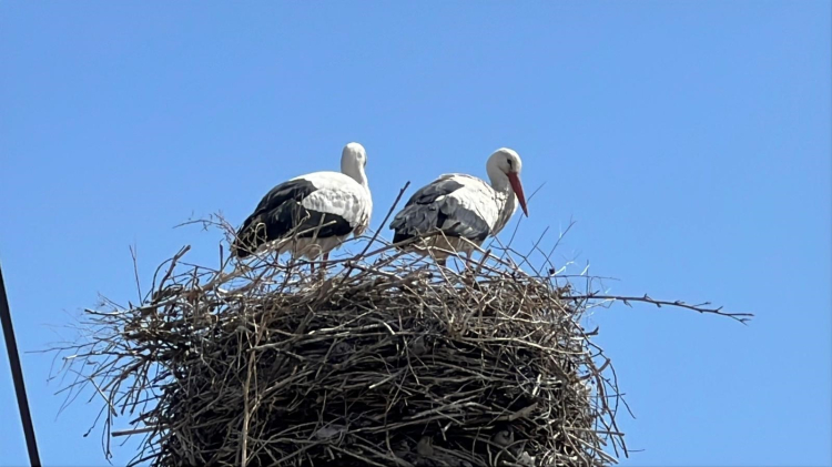 Kars’ta 70 yıllık sadakat Arpaçay'a gelen leylekler 70 yıldır aynı yuvayı kullanıyor 2