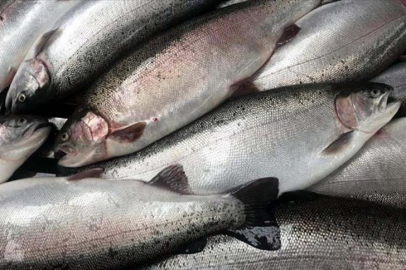 Türk somonu ihracatı yılın ilk çeyreğinde 84,4 milyon doları aştı