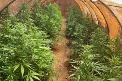 Mersin'de ev bahçesinde sera kurup uyuşturucu yetiştiren şüpheli yakalandı