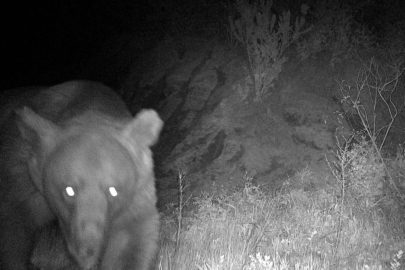 Balıkesir Erdek'te 'Haydut' Ayı kamerada
