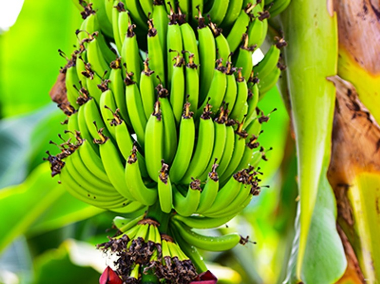 Mersin’in En Tatlı Lezzeti: Anamur Muzunun Efsane Tadı