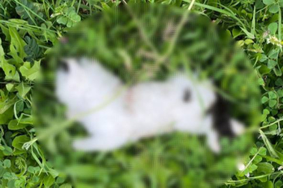 Bursa'da kedi katliamı: 8 yavru kedi kesici aletle öldürüldü!