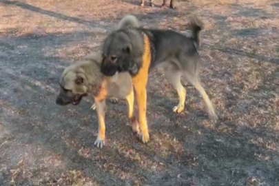 Kahramanmaraş’ta köpek dövüşü skandalı! Vahşet kamerada, tepkiler çığ gibi