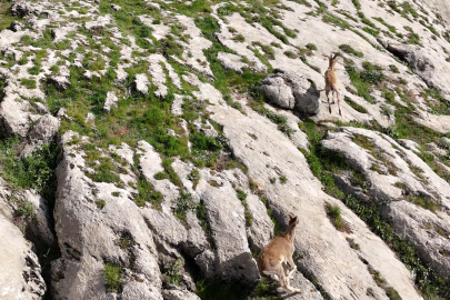 Elazığ’da yaban keçileri sarp kayalıklarda görüntülendi