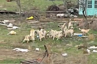 Eskişehir’de başıboş köpekler vatandaşları tedirgin ediyor