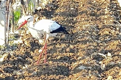 Leylek, üzüm bağında çiftçiye eşlik etti