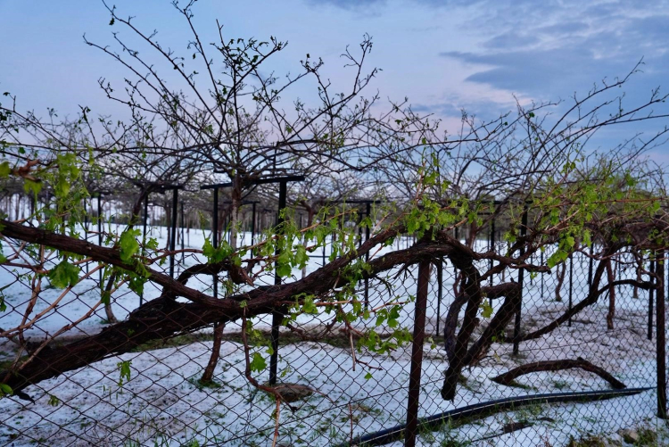 Mersin Erdemli'de dolu ve yağış felaketi Dev kaya yola düştü, tarım arazileri zarar gördü 3