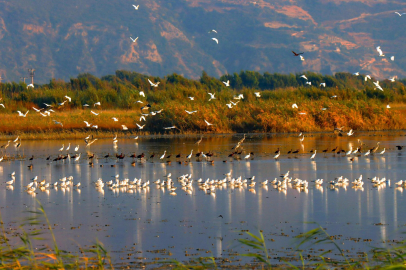 22. Türkiye Kuş Konferansı için geri sayım başladı