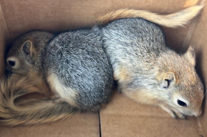 Adana'da sincap satmaya çalışan şahıs yakalandı, 30 bin TL ceza kesildi