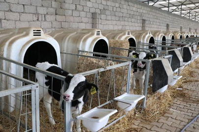 Buzağı desteği başvuruları ne zaman?