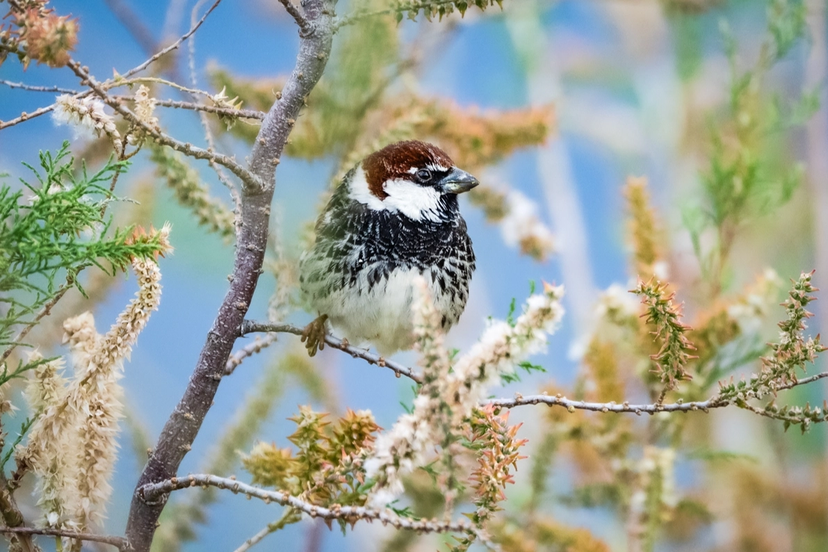 Göçmen kuşların Anadolu’ya giriş kapısı: Hatay