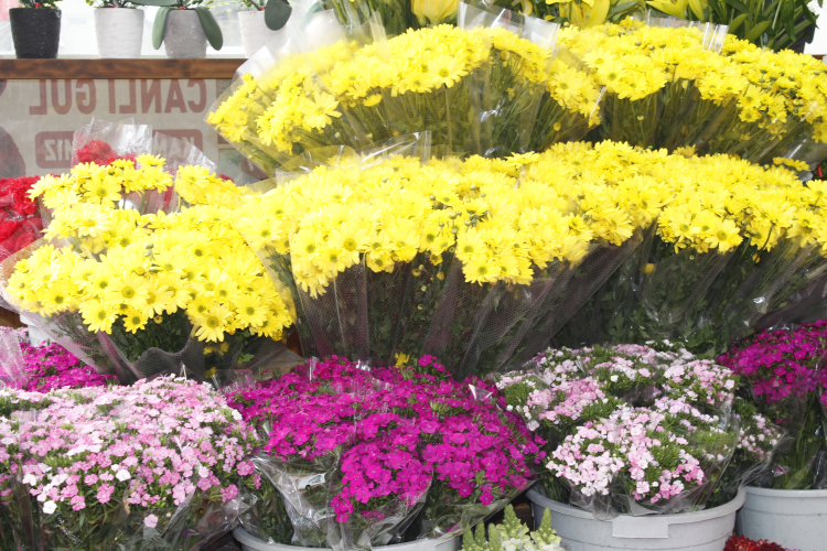 Acargül Çiçeklik,