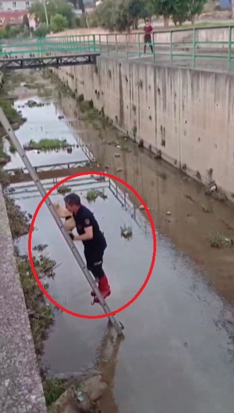Hatay’da su kanalına düşen kedi itfaiye tarafından kurtarıldı 2
