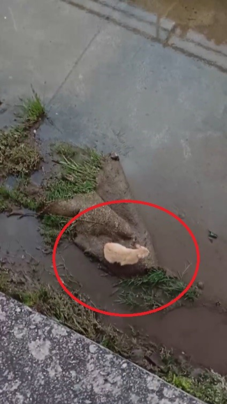 Hatay’da su kanalına düşen kedi itfaiye tarafından kurtarıldı 3