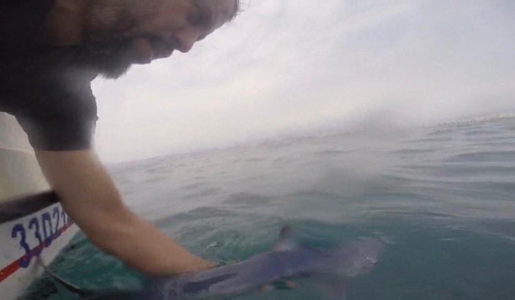 Mersin’de mako köpek balığını yakaladı, yüzdürüp denize bıraktı! sosyal medyada ikiye bölündü 2