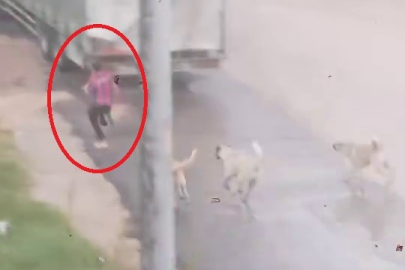 Bursa’da başıboş köpekler dehşet saçtı