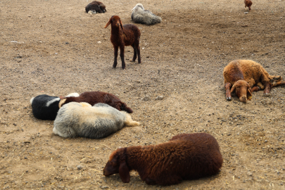 Adana Karataş'ta mera alanına zehirli gıda döküldü: Onlarca kuzu annesiz kaldı!