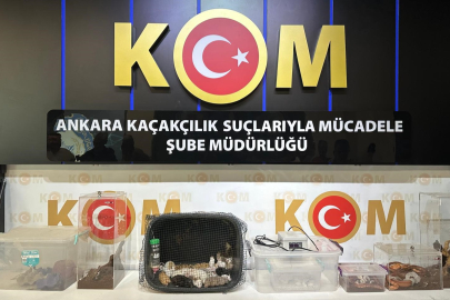 Ankara merkezli 5 ilde operasyon: 96 Egzotik hayvan ele geçirildi