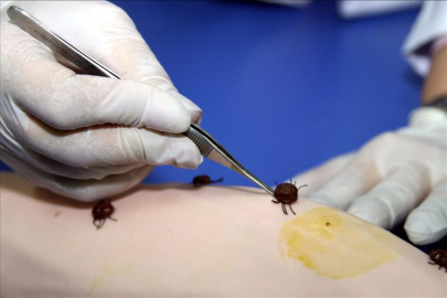 Sivas'ta KKKA alarmı: Vali toplantı yaptı, kene 2 can aldı!