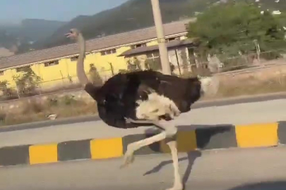 Hatay’da karayolunda deve kuşu sürprizi