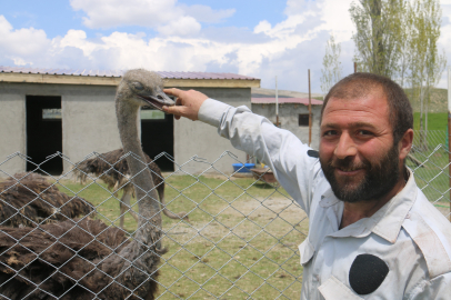 Sivas’ta bir ilk: Deve kuşu besleyen ilk çiftçi