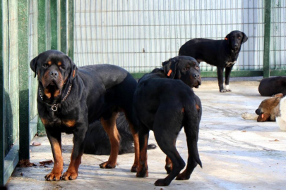 İlkadım’da sokak hayvanları sorunu barınakla son buluyor