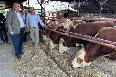 Gürer: Türkiye 2025’te ilk üç ayda 345 bin sığır ithal etti