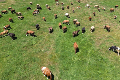 Kırsalda Bereket Hayvancılığa Destek Projesi sonuçları ne zaman açıklanacak? Destek süreci ve detaylar