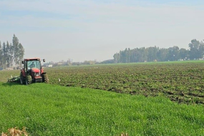 Mersin'de devlet ormanına buğday eken 4 kişi için hukuksal süreç başladı!