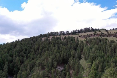 Ormanlık alanlara girişler yasaklanacak