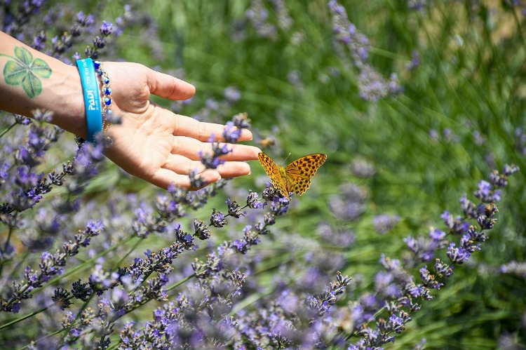 Tapan Yaylası, Feke
