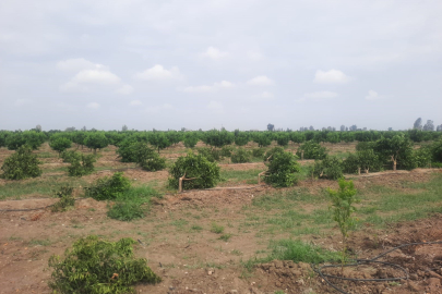 Tarsus'ta vahşet gibi olay: 460 mandalina ağacı kimliği belirsiz kişilerce kesildi