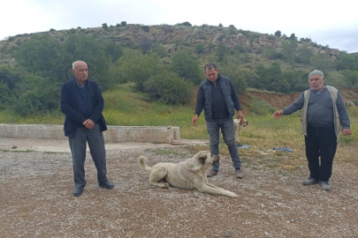 Başıboş köpekler buzağıyı parçaladı, sahiplerine saldırdı