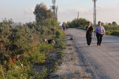 Kuduz karantinasının olduğu 4 mahallede sokak köpekleri vatandaşları tedirgin ediyor