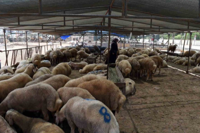 Kurban Bayramı öncesi Adana’da hayvan pazarı hareketlendi