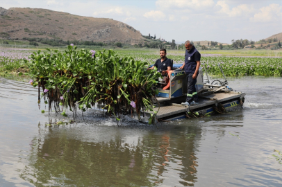 Hatay’daki Gölbaşı Gölü'nde su sümbülü temizliği başladı