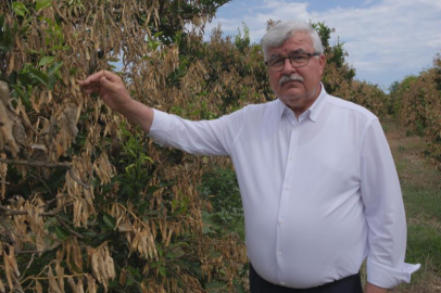 Mersin’de zirai donun etkileri yıllarca sürmeye devam edecek