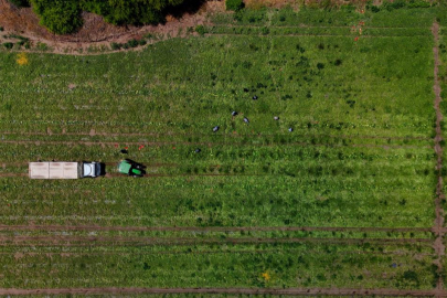 Adana’da karpuzun kilosu 9-10 liraya geriledi