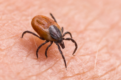 Sivas’ta keneden ölenlerin sayısı 5 oldu