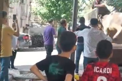 Şanlıurfa’da kızgın boğa dehşeti: Kasaba saldırdı